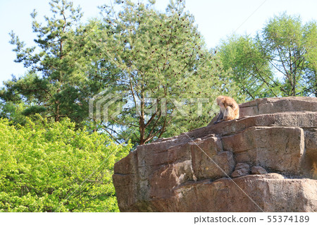 盛岡市動物園,日本猴子 盛岡市動物園,日本猴子 55374189