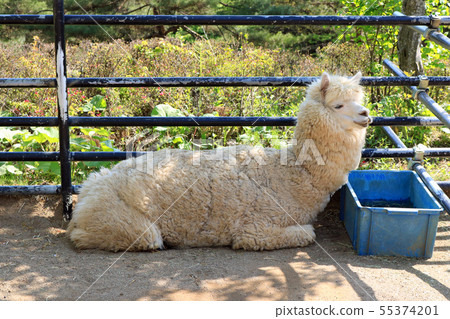 盛岡市動物園,羊駝 盛岡市動物園,羊駝 55374201
