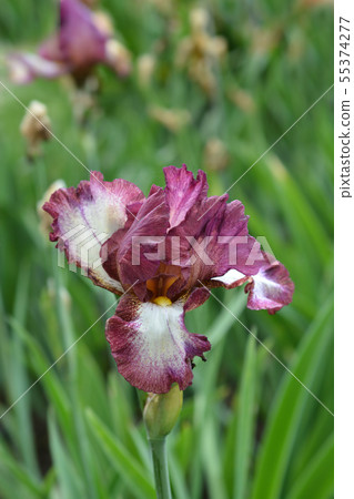 Tall bearded iris Crinoline Tall bearded iris Crinoline 55374277