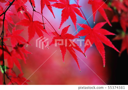 Autumn in Japan Autumn leaves Wakayama 55374381