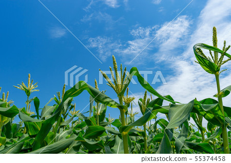[Aomori Prefecture Hirosaki-shi Iwaki Sansho] A flower of the corn is in full bloom 55374458