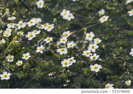 Plum flower algae in Kiyomizu River, Konan-cho, Koriyama city 55374660