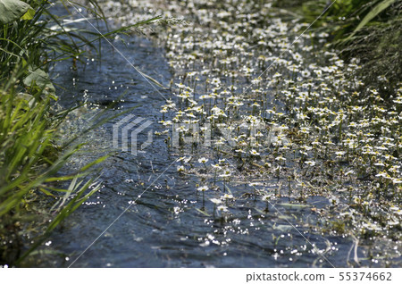 在Kiyiyizu河，港南町，郡山市的梅花海藻 55374662