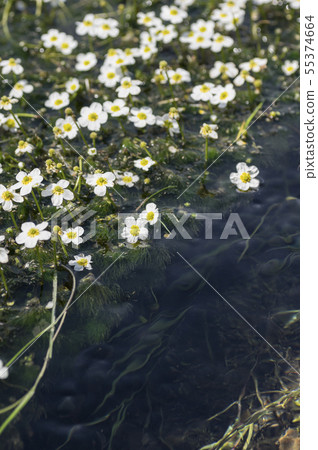 在Kiyiyizu河,港南町,郡山市的梅花海藻 在Kiyiyizu河,港南町,郡山市的梅花海藻 55374664