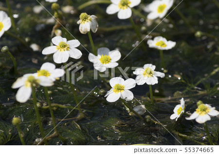 在Kiyiyizu河,港南町,郡山市的梅花海藻 在Kiyiyizu河,港南町,郡山市的梅花海藻 55374665