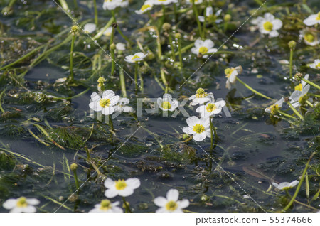 Plum flower algae in Kiyomizu River, Konan-cho, Koriyama city 55374666