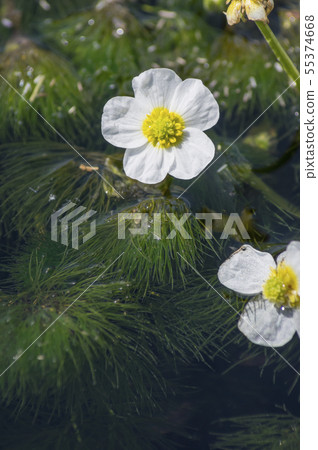 在Kiyiyizu河，港南町，郡山市的梅花海藻 55374668