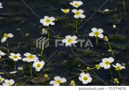 在Kiyiyizu河，港南町，郡山市的梅花海藻 55374676