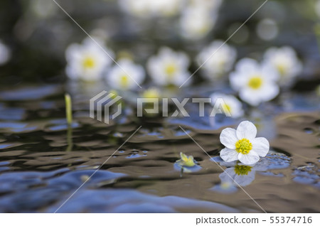 Plum flower algae in Kiyomizu River, Konan-cho, Koriyama city 55374716