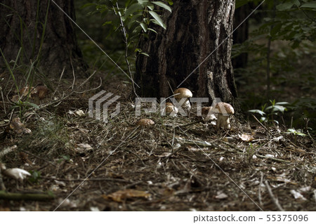 Mushrooms in the woods Mushrooms in the woods 55375096