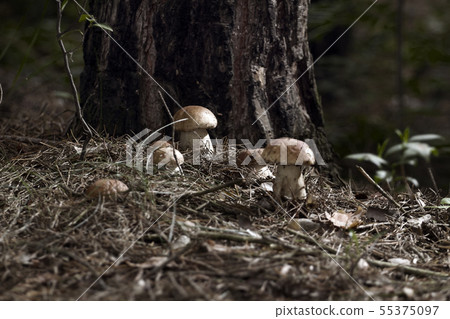 Mushrooms in the woods Mushrooms in the woods 55375097