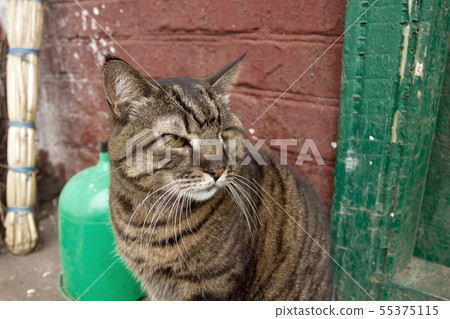 Homeless cat with one eye Homeless cat with one eye 55375115