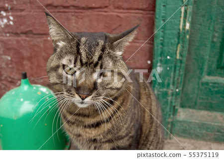 Homeless cat with one eye 55375119
