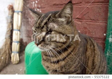 Homeless cat with one eye 55375122
