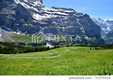 "Kleine Scheidegg-Wengern Alp" hiking trails overlooking Jungfrau mountain range and flower fields 55375416
