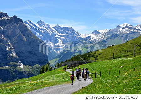 The "Kleinscheideck-Wengern Alp" hiking trails between the flower fields 55375418