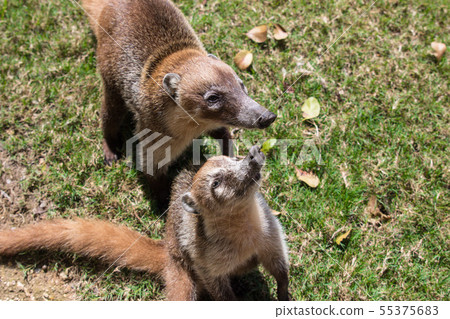 Portrait of group cute white nosed coatis, Nasua narica, begging for food, fighting and looking at a Portrait of group cute white nosed coatis, Nasua narica, begging for food, fighting and looking at a 55375683