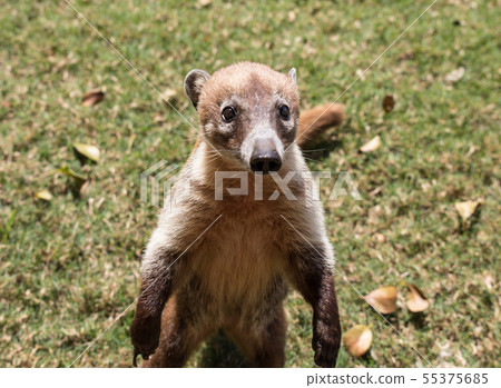 Portrait of cute white nosed coati, Nasua narica, begging for food, fighting and looking at a camera Portrait of cute white nosed coati, Nasua narica, begging for food, fighting and looking at a camera 55375685