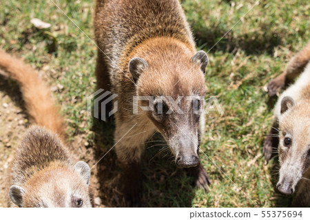 Portrait of cute white nosed coati, Nasua narica, begging for food, fighting and looking at a camera Portrait of cute white nosed coati, Nasua narica, begging for food, fighting and looking at a camera 55375694