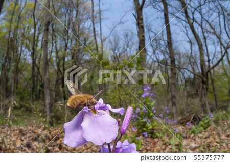 天鵝絨樹阿布 55375777