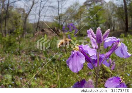 天鵝絨樹阿布 55375778