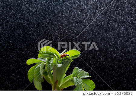 Ladybug sitting on green leaf under the rain. 55376025