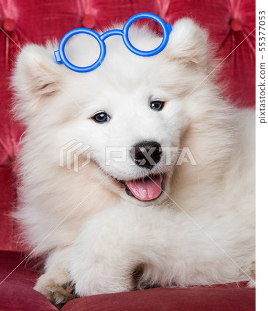 samoyed glasses