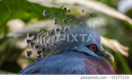 Portrait of a Victoria Crowned Pigeon Portrait of a Victoria Crowned Pigeon 55377229