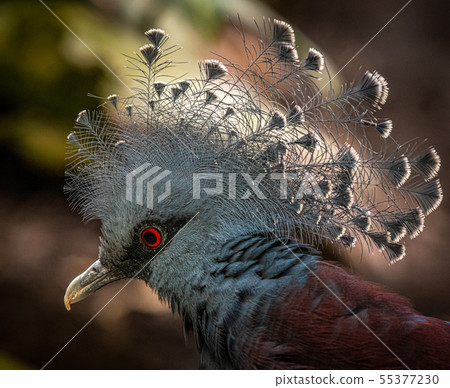 Portrait of a Victoria Crowned Pigeon Portrait of a Victoria Crowned Pigeon 55377230