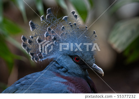 Portrait of a Victoria Crowned Pigeon Portrait of a Victoria Crowned Pigeon 55377232