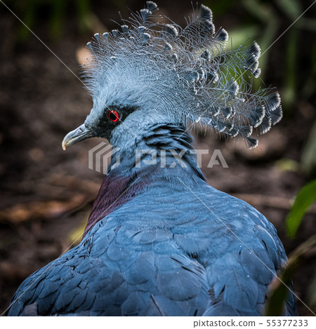 Portrait of a Victoria Crowned Pigeon Portrait of a Victoria Crowned Pigeon 55377233