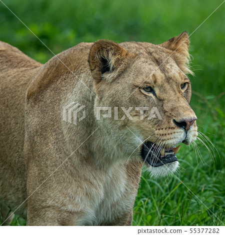 Beautiful Lioness portrait watching another lion 55377282