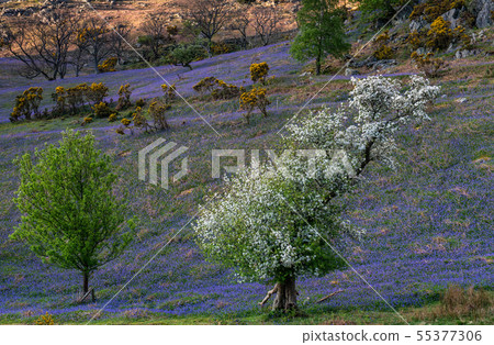 The Rannerdale Bluebells The Rannerdale Bluebells 55377306
