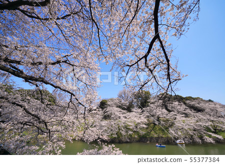 在日本的東京都市風景我想看到平成的最後的Tidori Gamo的櫻花 在日本的東京都市風景我想看到平成的最後的Tidori Gamo的櫻花 55377384