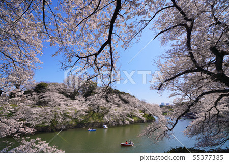 在日本的東京都市風景我想看到平成的最後的Tidori Gamo的櫻花 在日本的東京都市風景我想看到平成的最後的Tidori Gamo的櫻花 55377385