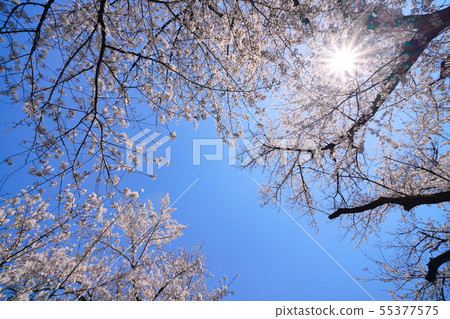 Tokyo cityscape in Japan I want to see cherry blossoms of the last Tidori Gamo of Heisei Tokyo cityscape in Japan I want to see cherry blossoms of the last Tidori Gamo of Heisei 55377575