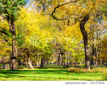 Fall New York Central Park Fall New York Central Park 55377638