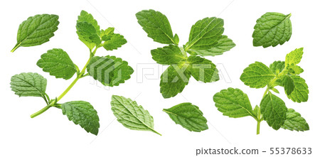 Melissa collection, lemon balm leaves isolated on white background 55378633