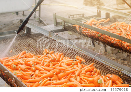 The process of cleaning freshly harvested carrots 55379018