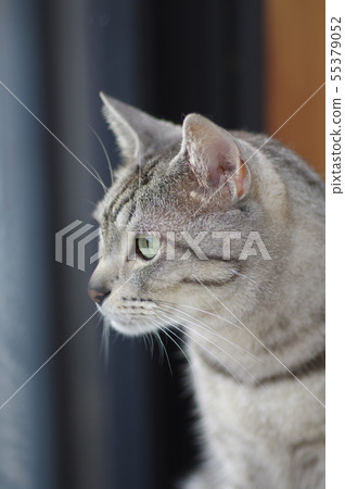 看 55379052
