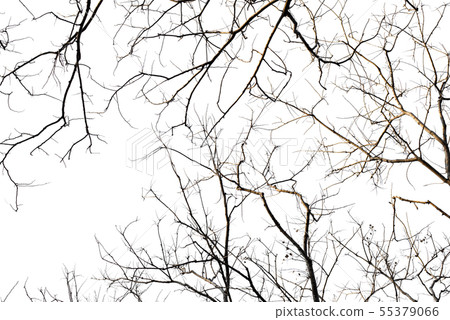 Old black isolated of a branch free Old black isolated of a branch free 55379066