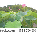 蓮花 55379430