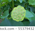 蓮花 55379432