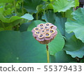 蓮花 55379433