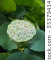 蓮花 55379434