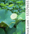 蓮花 55379435