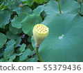 蓮花 55379436