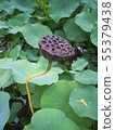 蓮花 55379438