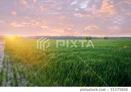 Young green wheat seedlings growing in a field  55379808