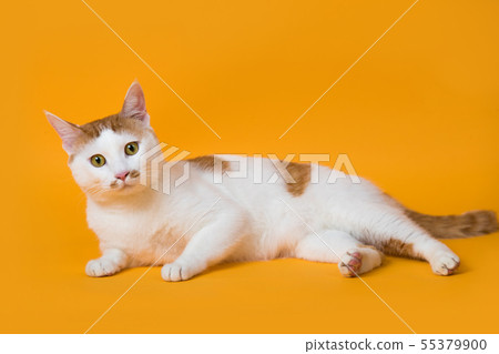 Cat lying down and looking straight ahead Cat lying down and looking straight ahead 55379900